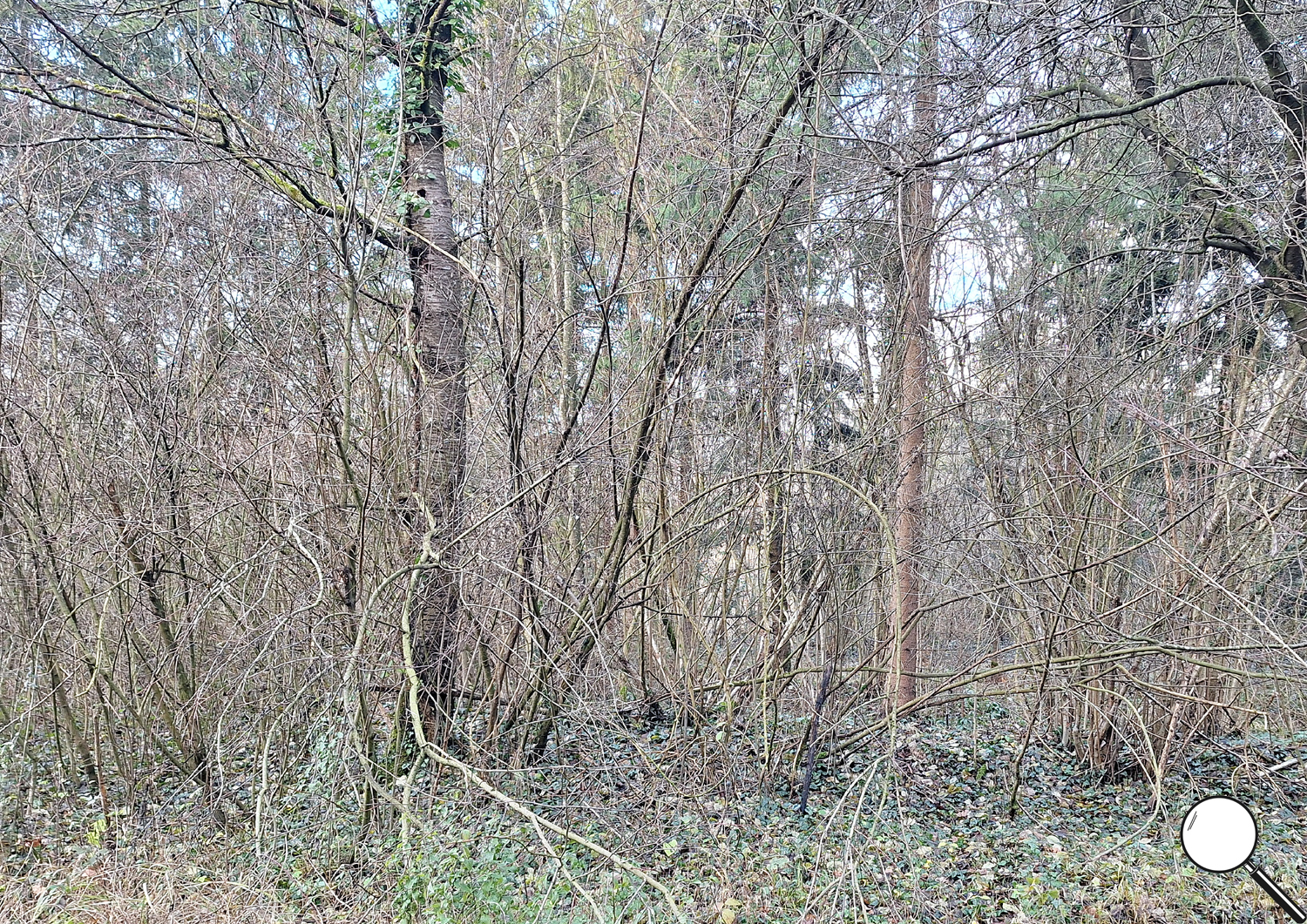 wald